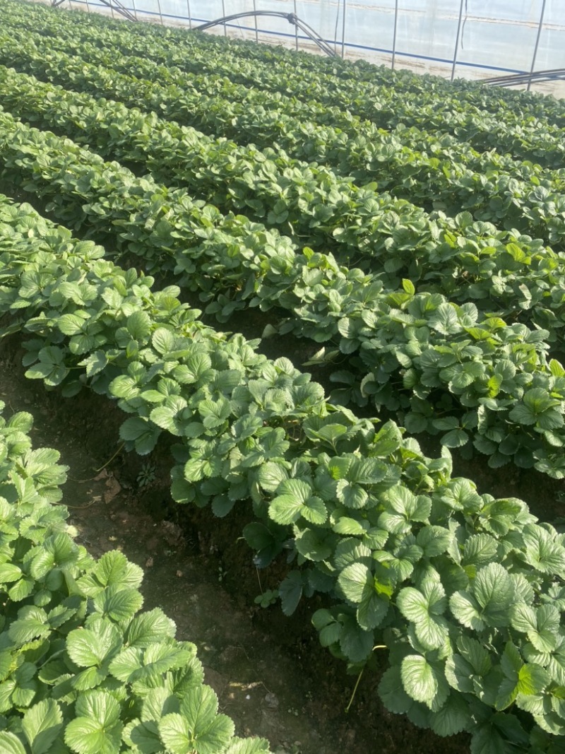 天仙醉草莓大量上市，果子大味道清甜基地全国发货