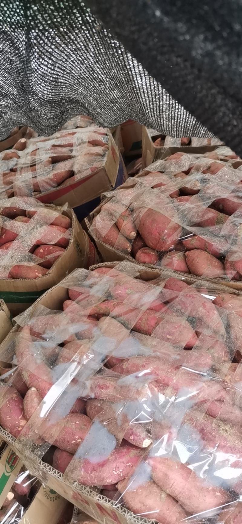 泗县精品西瓜红红薯大量上市，产地一手货源，可视频看货