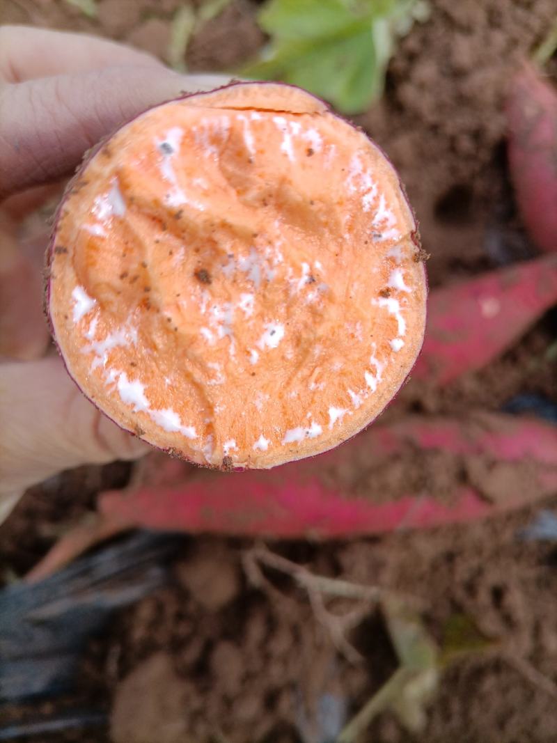 西瓜红红薯2两起步通货走