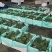 西兰花产地直供一手货源整车发货泡沫打冰