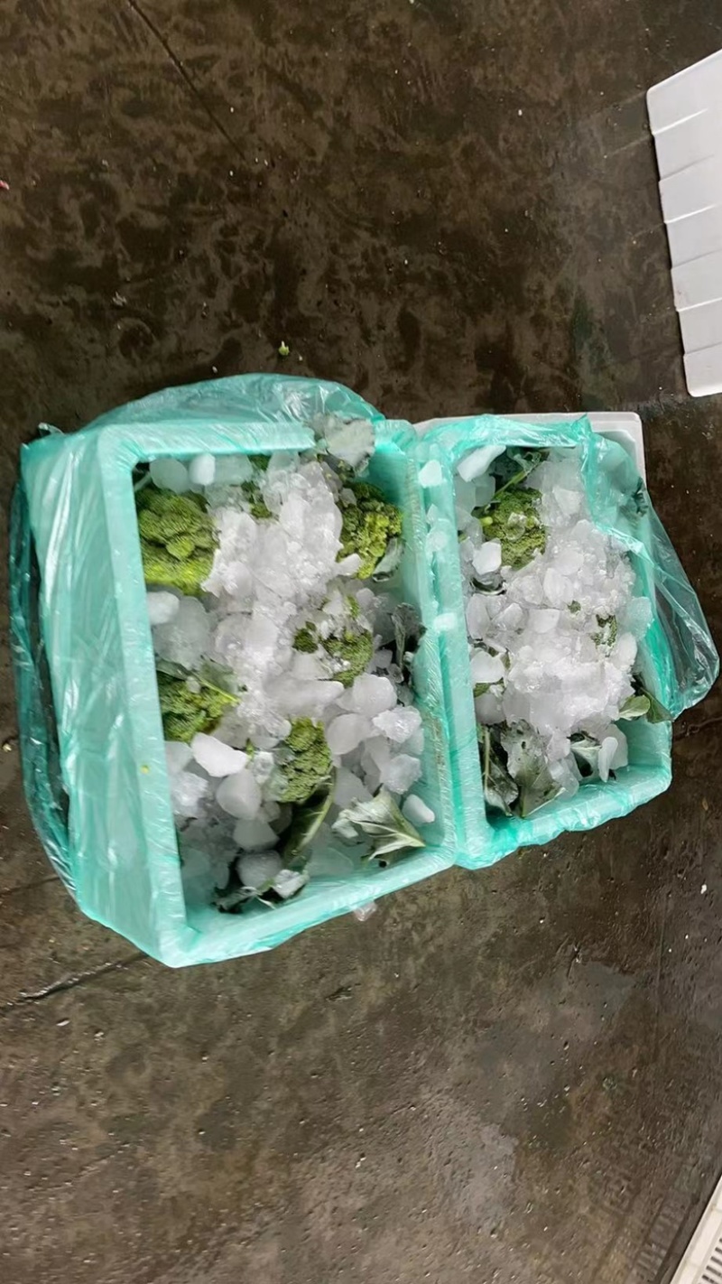 西兰花产地直供一手货源整车发货泡沫打冰