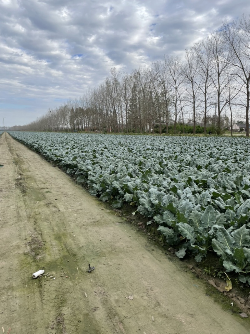 西兰花产地直供一手货源整车发货泡沫打冰