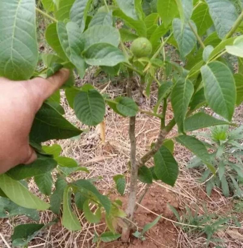 核桃苗1-3公分2年苗物流包邮，现挖现发