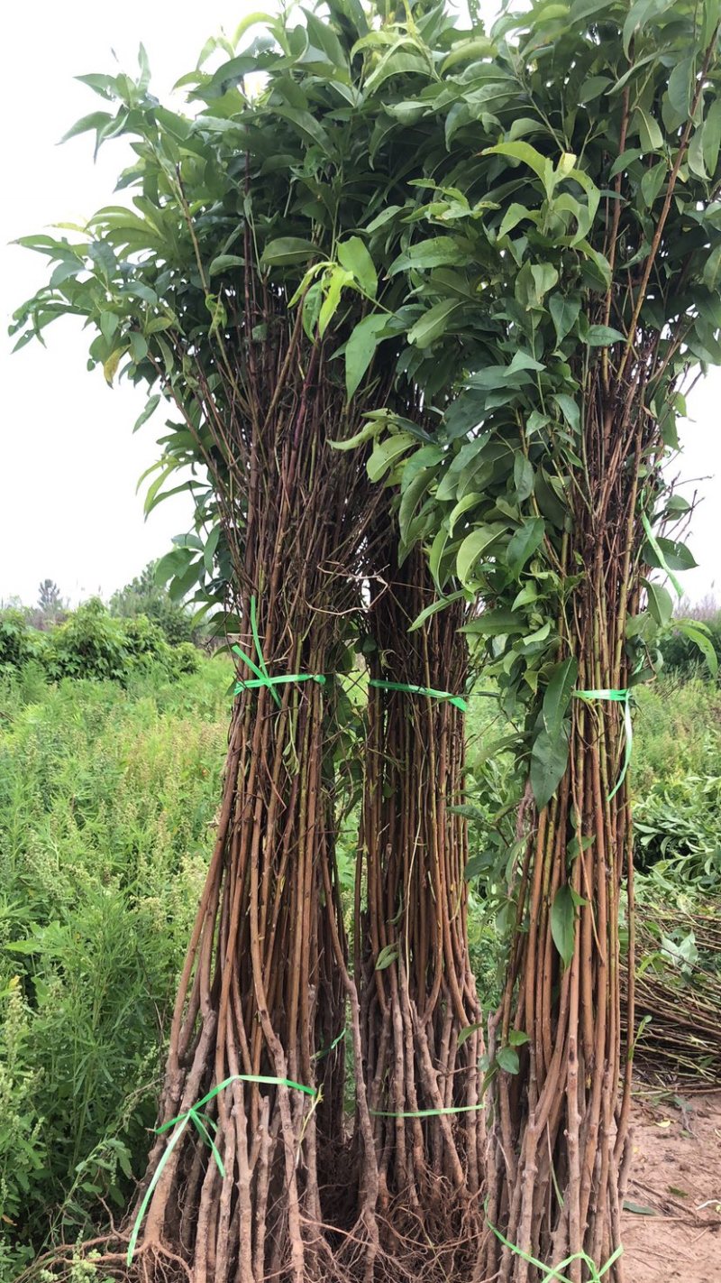 桃树苗！毛桃苗各规格齐全！嫁接绿化占地土球裸根均可，