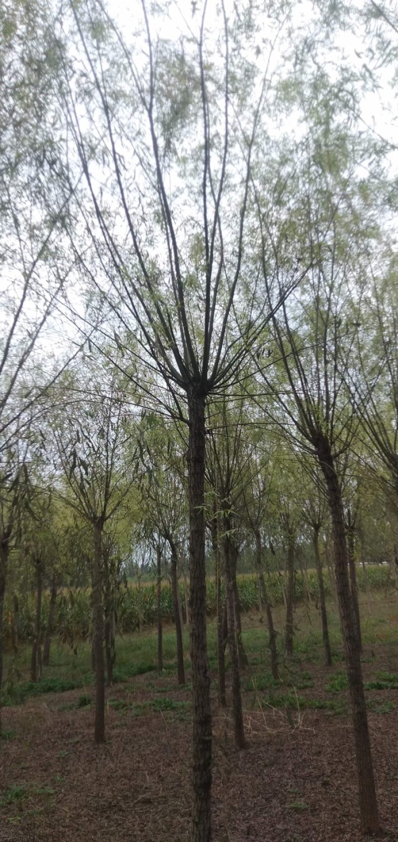 柳树旱柳各规格齐全！祼根土球均可，货源充足