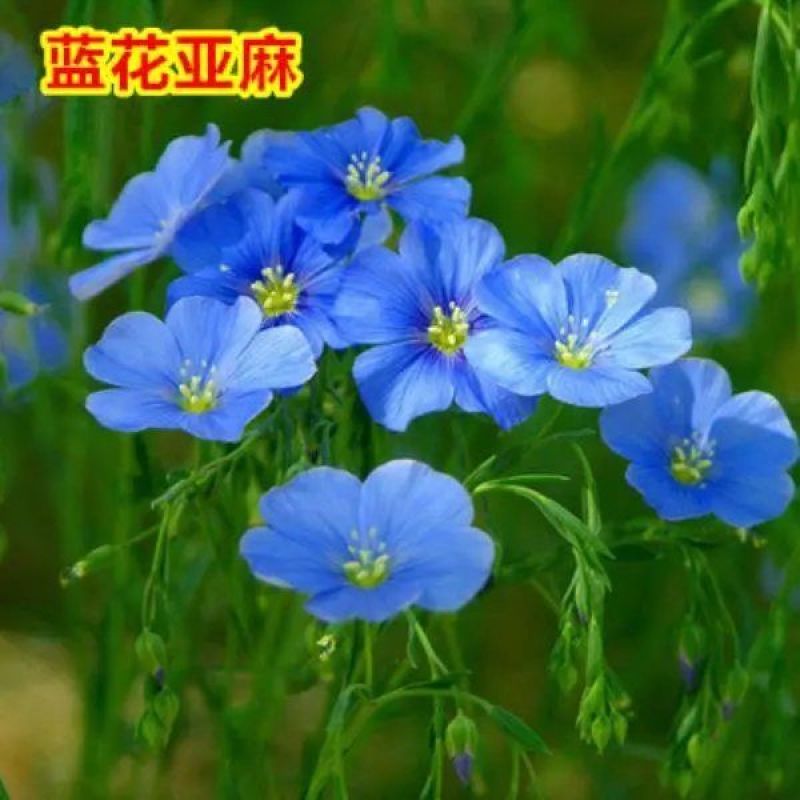 多年生蓝花亚麻籽种四季播种开花室外盆栽耐寒冬季花卉种子易
