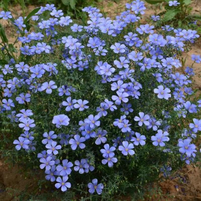 多年生蓝花亚麻籽种四季播种开花室外盆栽耐寒冬季花卉种子易