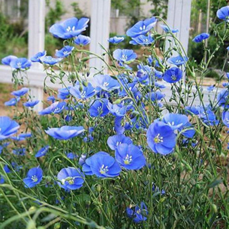 多年生蓝花亚麻籽种四季播种开花室外盆栽耐寒冬季花卉种子易