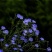 多年生蓝花亚麻籽种四季播种开花室外盆栽耐寒冬季花卉种子易