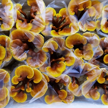 鲜活灵芝，基地直供，大量批发，品种齐全。欢迎来电咨询