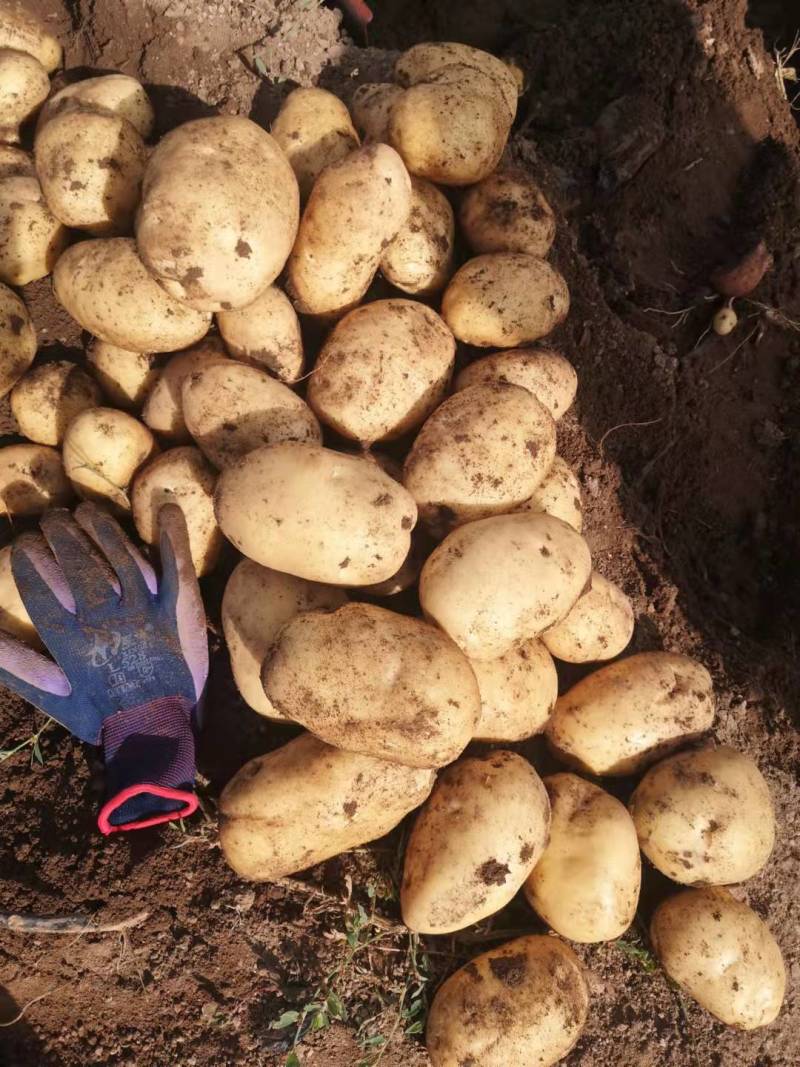 大量出售荷兰十五大量出售荷兰十五等品种