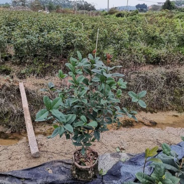 桂花树苗盆栽四季开花金桂月桂日，桂花小苗工程绿化苗