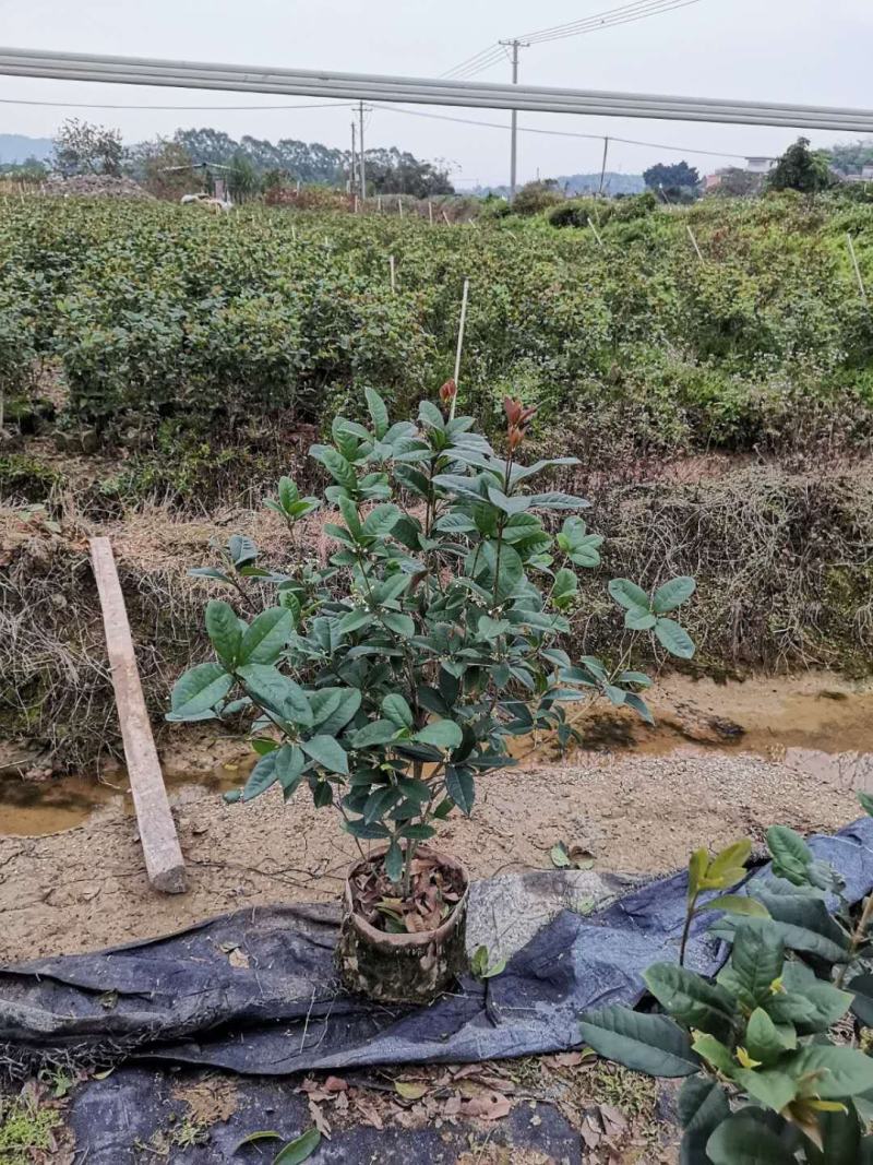 桂花树苗盆栽四季开花金桂月桂日，桂花小苗工程绿化苗