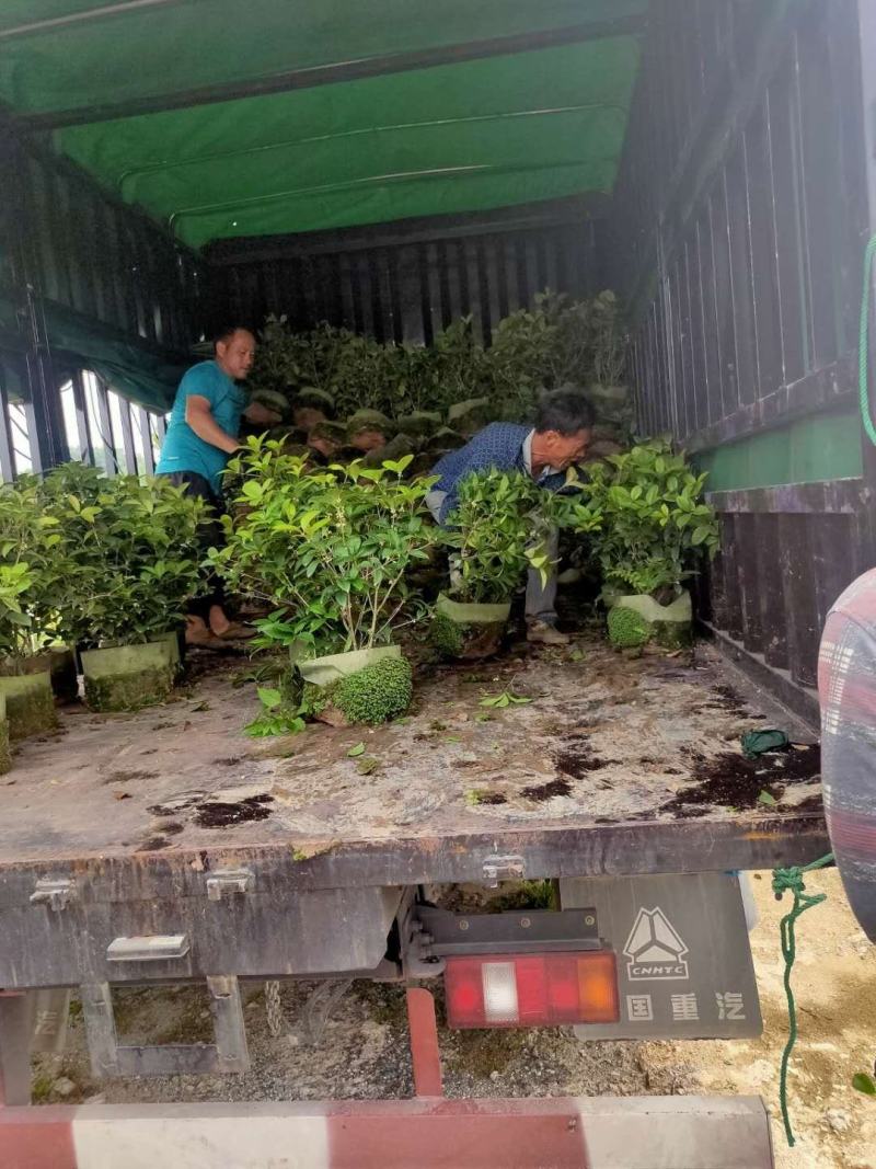 桂花树苗盆栽四季开花金桂月桂日，桂花小苗工程绿化苗