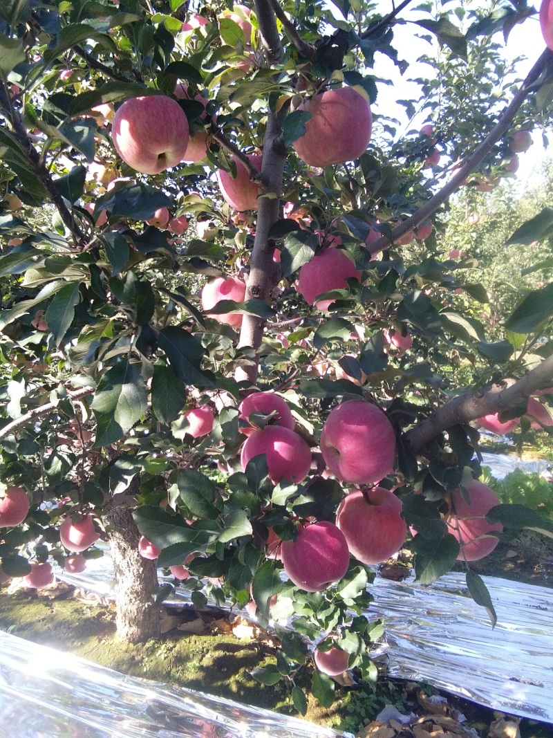 山坡的红富士苹果特别好吃，甜