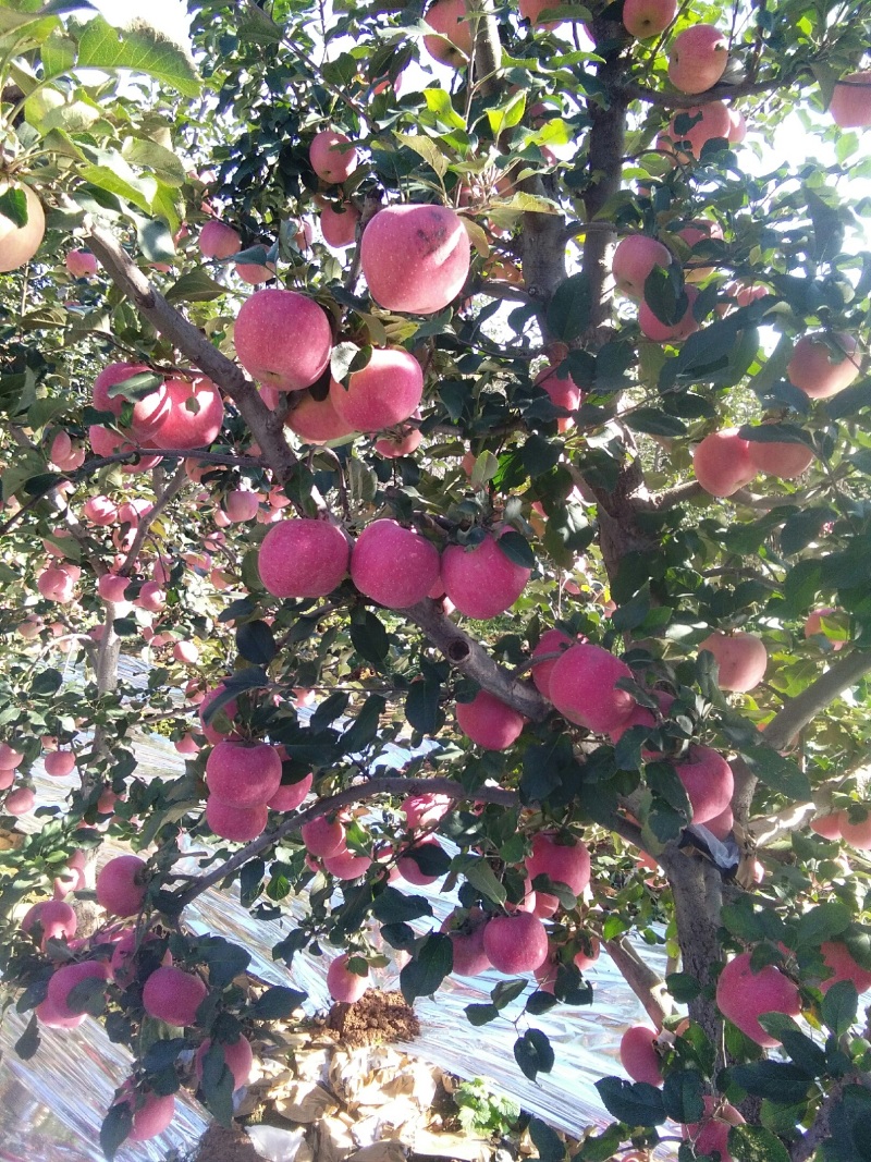 山坡的红富士苹果特别好吃，甜