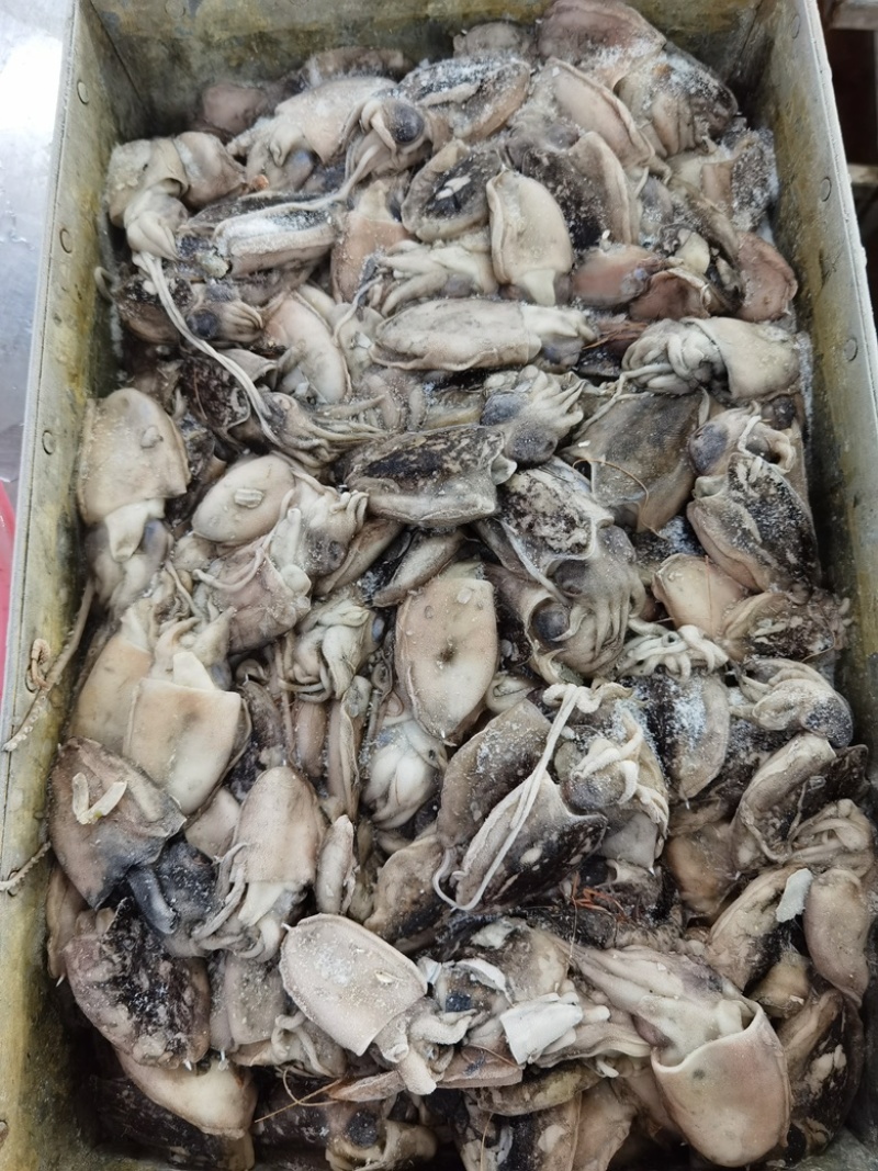 墨鱼仔