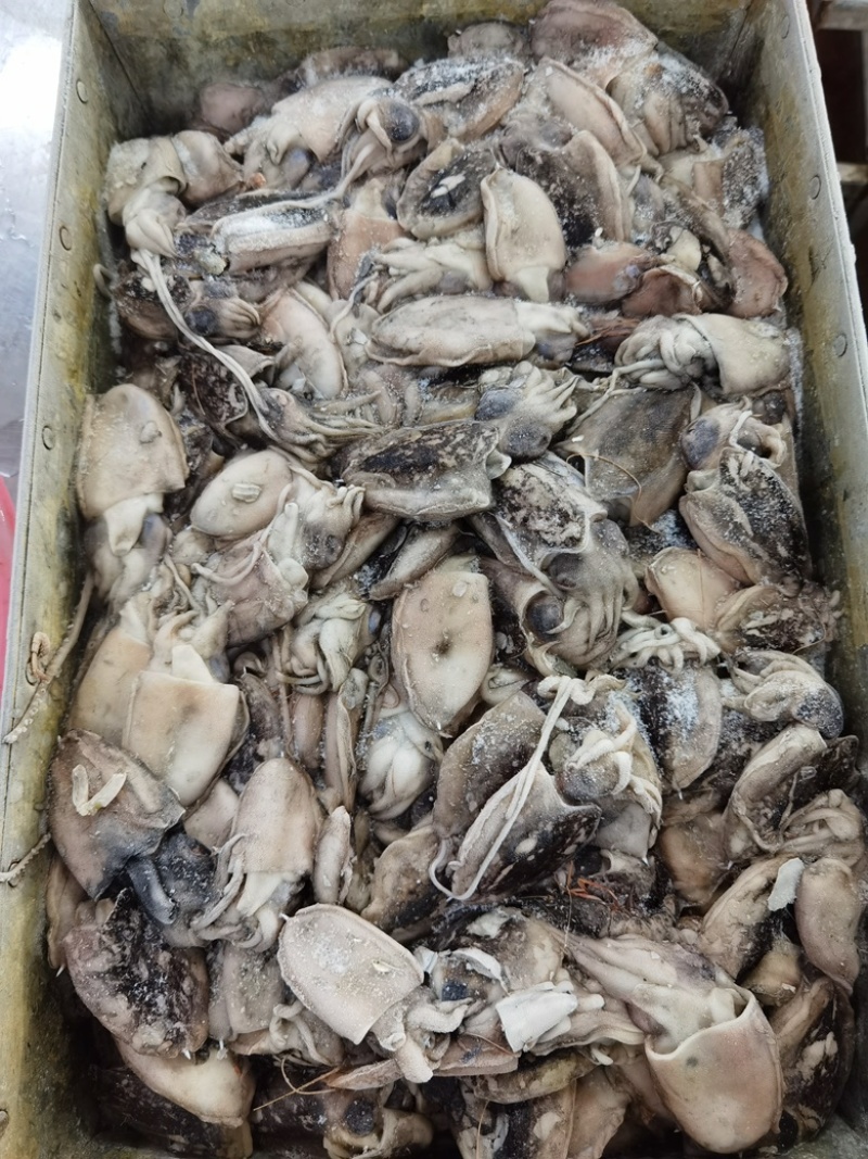墨鱼仔