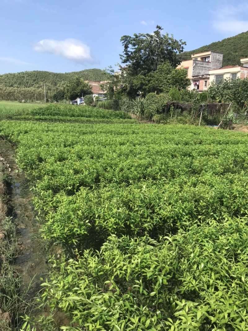 正宗新会柑苗陈皮茶枝柑苗小青柑嫁接一级苗正品保证包邮