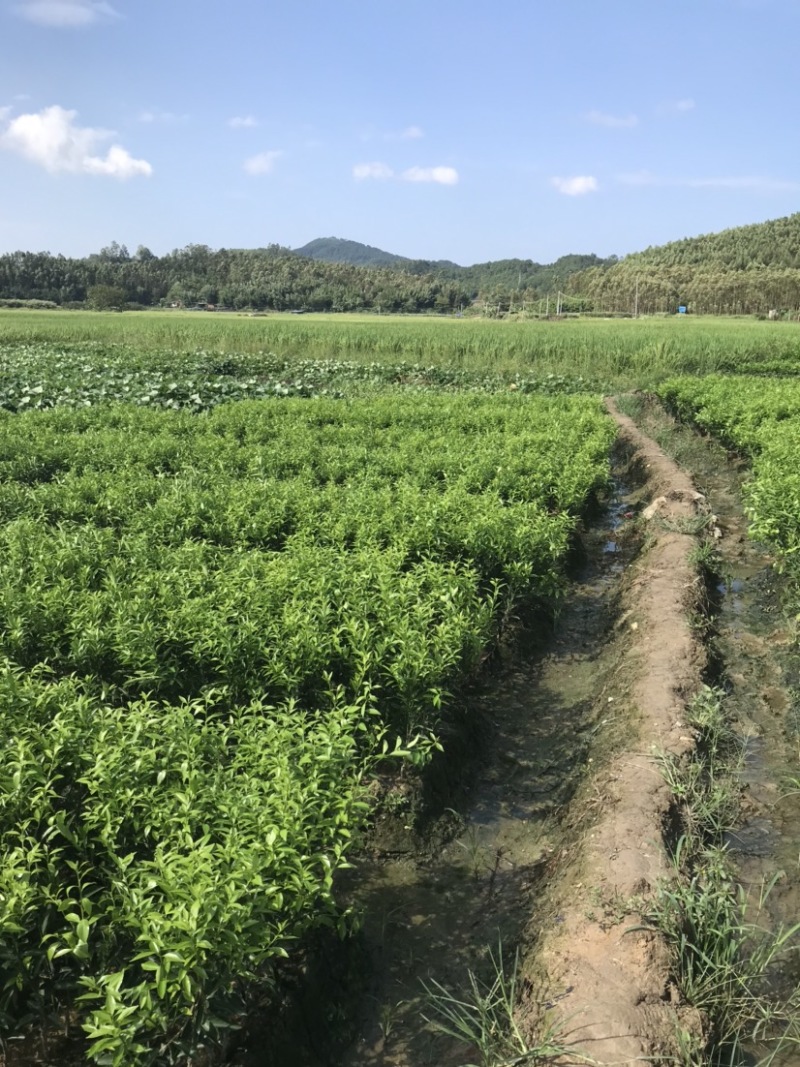 正宗新会柑苗陈皮茶枝柑苗小青柑嫁接一级苗正品保证包邮