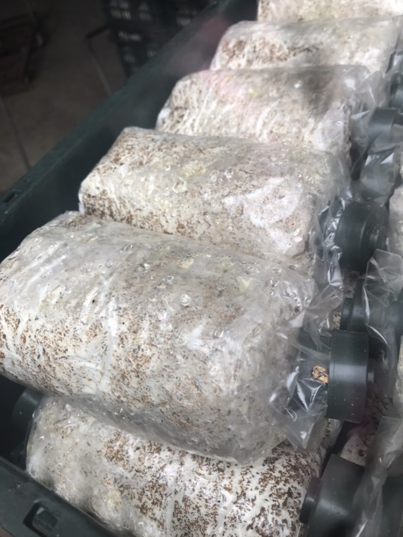 大球盖菌种赤松茸菌竹荪菌种种批发提供技术支持以及销路保障