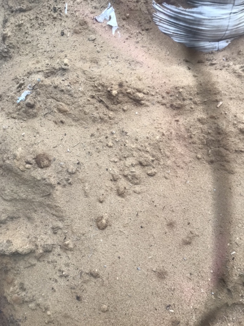 大球盖菌种赤松茸菌竹荪菌种种批发提供技术支持以及销路保障