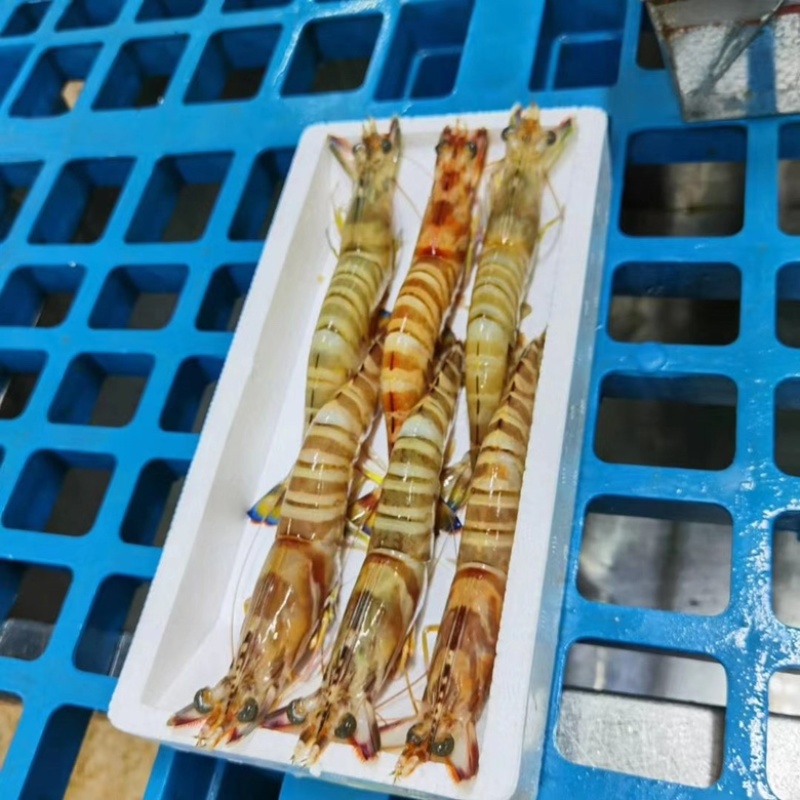 斑节虾