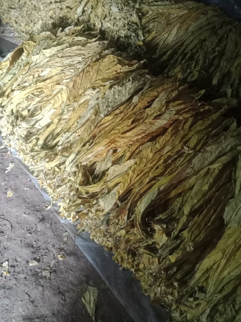 长度60一50云系列上等烟量大销售合同交不够的联系