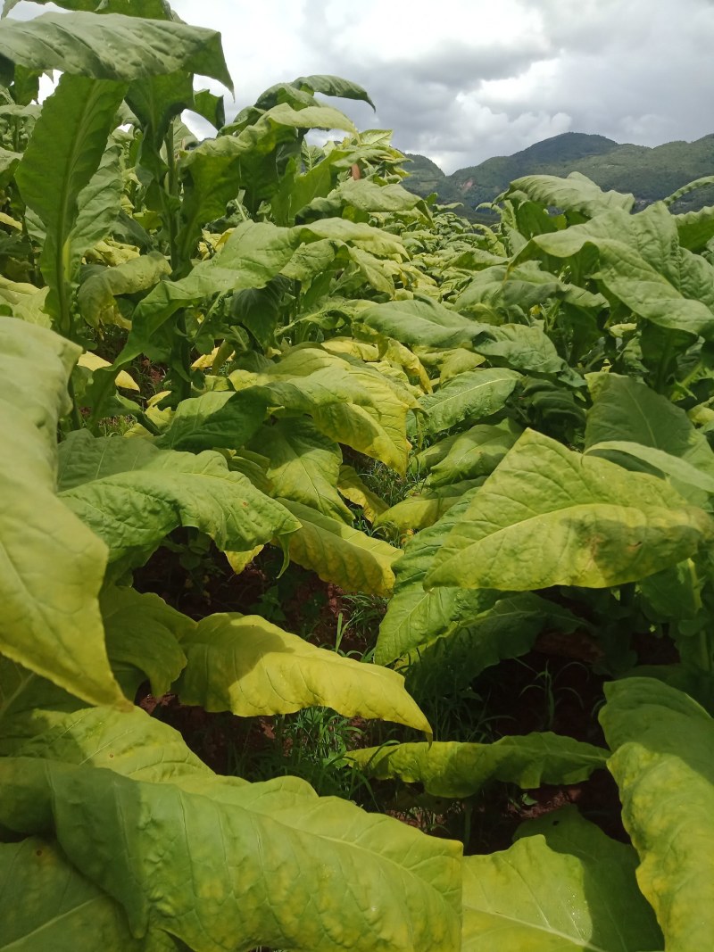 长度60一50云系列上等烟量大销售合同交不够的联系
