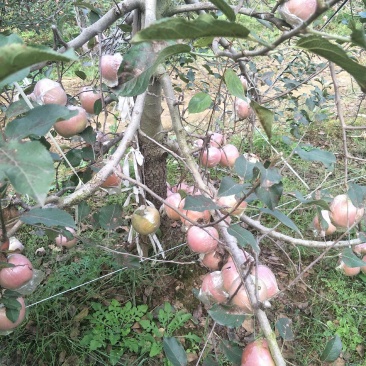 山东膜袋红富士苹果产地货源充足，口感脆甜一手货源