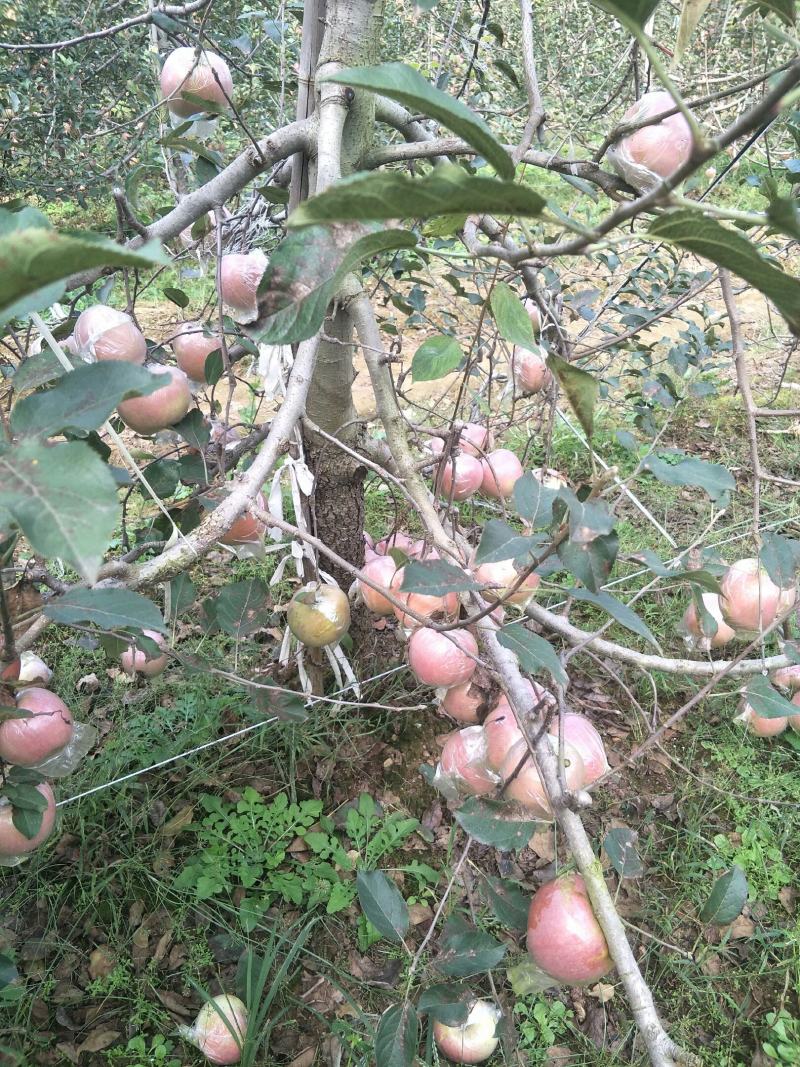 山东膜袋红富士苹果产地货源充足，口感脆甜一手货源