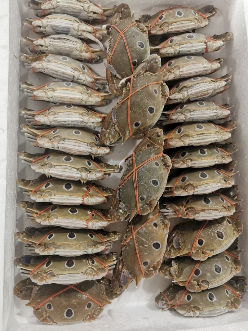 三点蟹