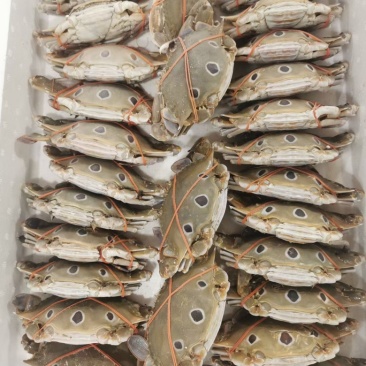 三点蟹