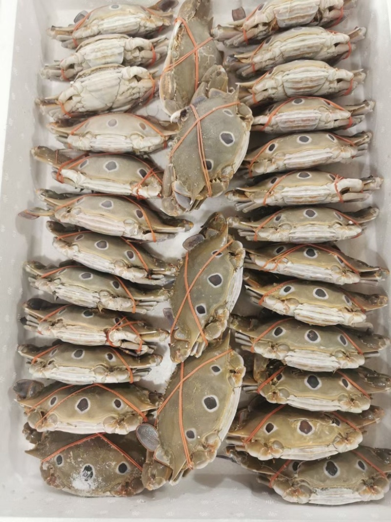 三点蟹