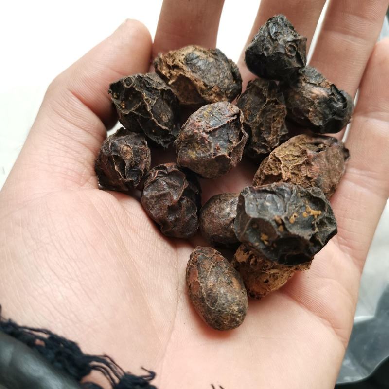 广枣南酸枣山枣带肉五眼果冷背药材齐全