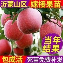 鲁丽苹果苗早熟新品种苹果嫁接苗南北方种植苹果苗