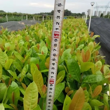 东莞基地直销精品大叶龙船花看上可以电话联系