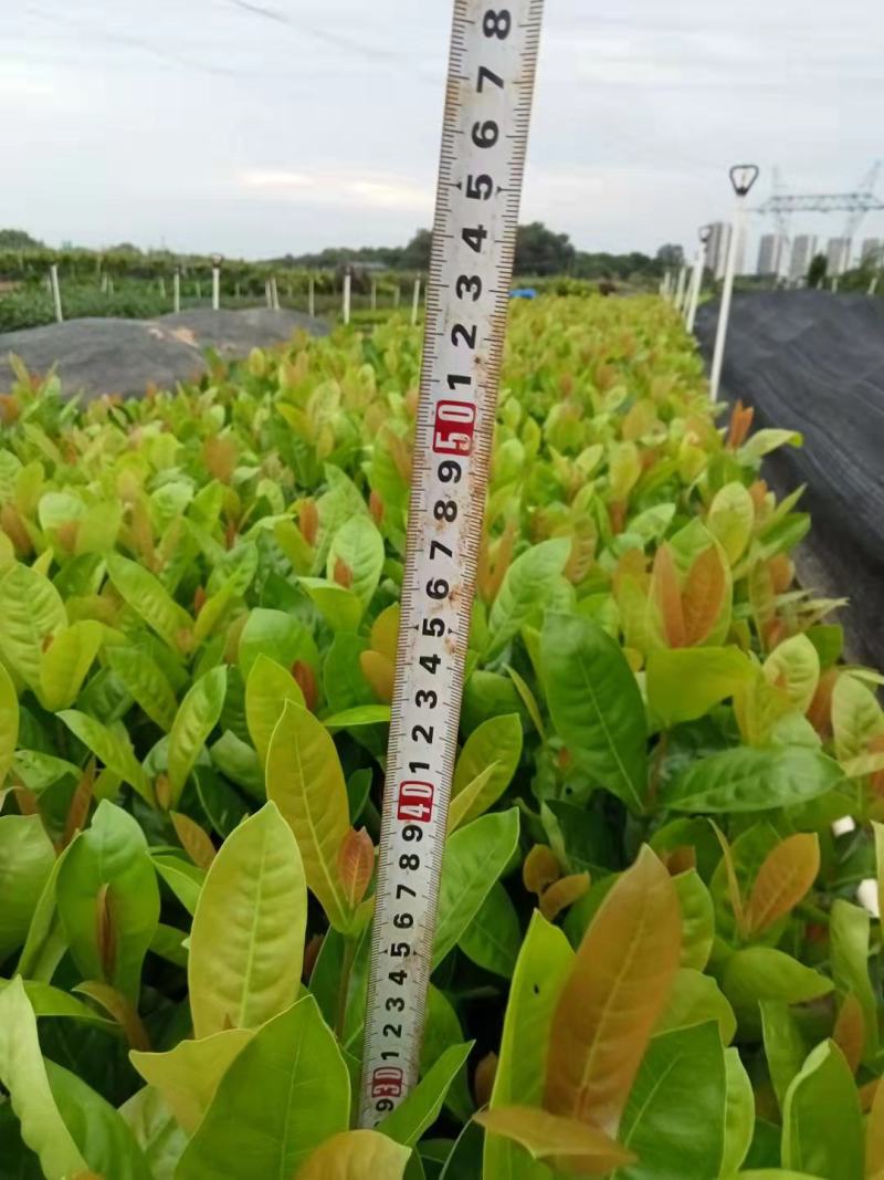 东莞基地直销精品大叶龙船花看上可以电话联系