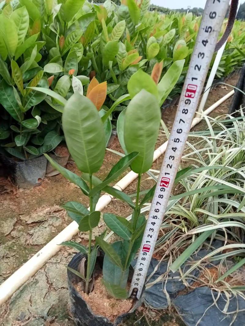 东莞基地直销精品大叶龙船花看上可以电话联系