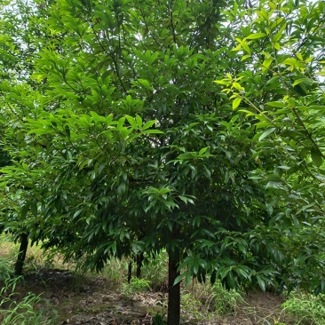 四川桢楠树金丝楠木稀有品种基地直发