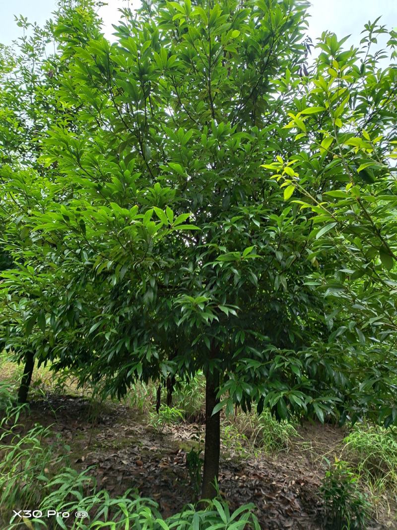 四川桢楠树金丝楠木稀有品种基地直发