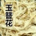玉簪花白玉簪花白鹤花玉泡花新货冷背药材齐全