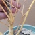 黄金枫，金镶玉枫，日本红枫盆栽盆景，枫树系列。