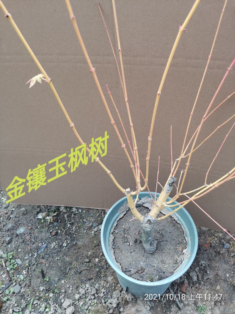 黄金枫，金镶玉枫，日本红枫盆栽盆景，枫树系列。