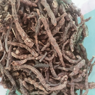 家种胡黄连产地直发纯干无硫货质量保证欢迎下单