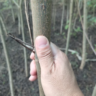 枫杨燕柳2-20公分江苏基地元宝树行道树河道绿化
