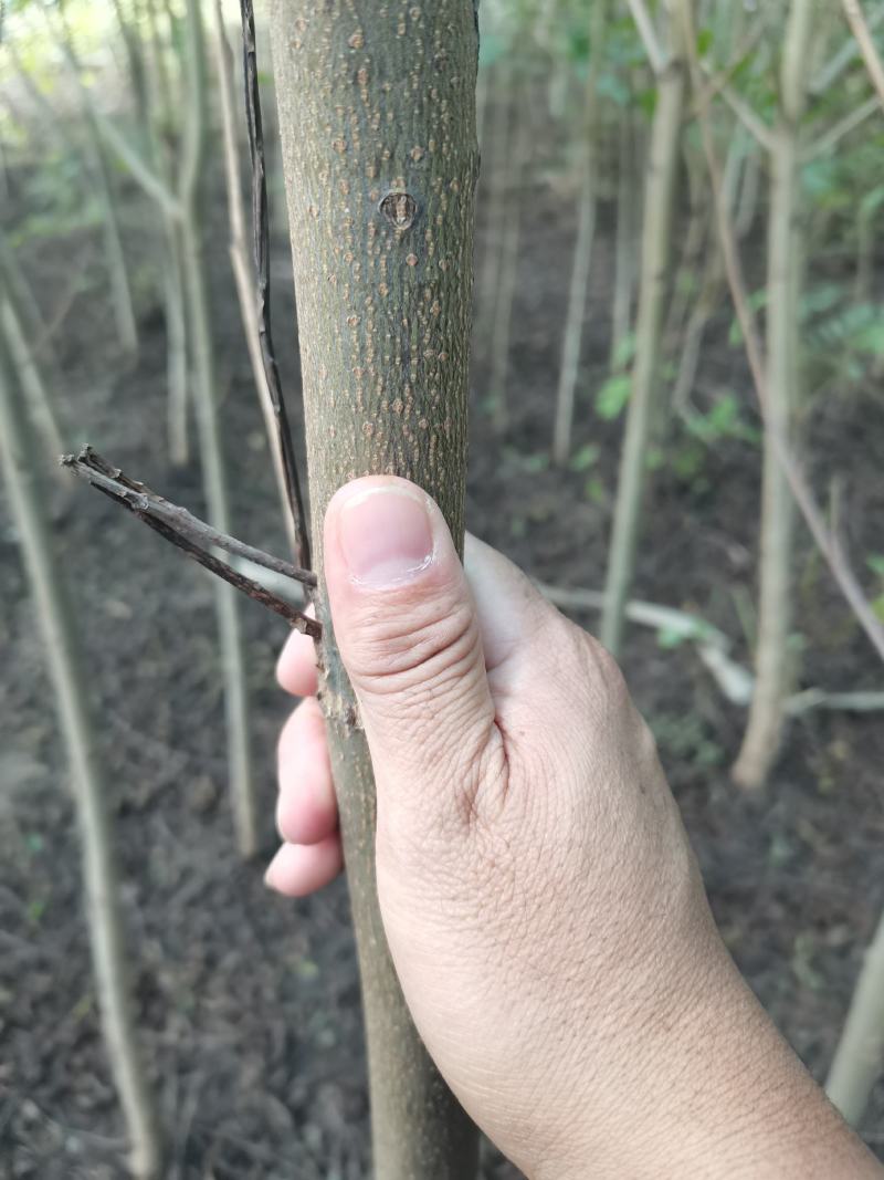 枫杨燕柳2-20公分江苏基地元宝树行道树河道绿化