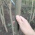 枫杨燕柳2-20公分江苏基地元宝树行道树河道绿化
