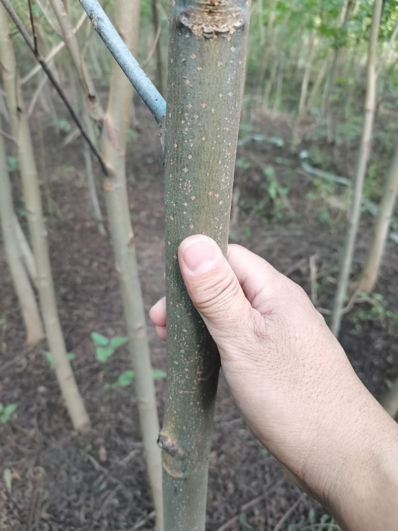 枫杨燕柳2-20公分江苏基地元宝树行道树河道绿化