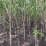 枫杨燕柳2-20公分江苏基地元宝树行道树河道绿化